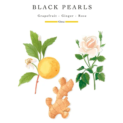Watercolor illustrations of a grapefruit branch with flower, ginger root, and a pink rose stem with text BLACK PEARLS Grapefruit - Ginger - Rose Citrus.