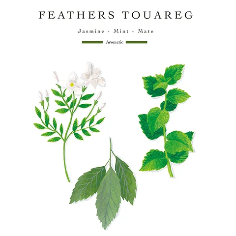 Illustration of jasmine flowers and mint leaves with text FEATHERS TOUAREG Jasmine - Mint - Mate Aromatic.