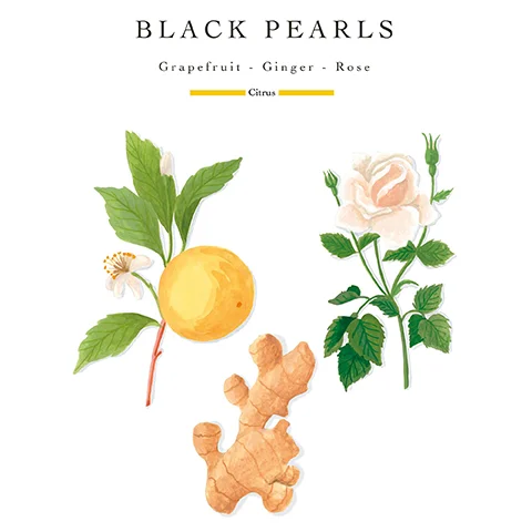 Watercolor illustrations of a grapefruit, ginger root, and rose flower with leaves and buds, with the text BLACK PEARLS Grapefruit - Ginger - Rose Citrus.