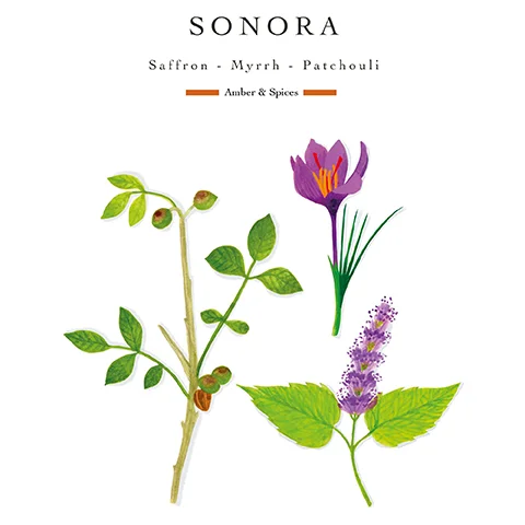 Illustrations of a plant stem with leaves and berries, a purple saffron flower, and a stem with leaves and a purple flower spike with the text SONORA Saffron - Myrrh - Patchouli Amber & Spices.