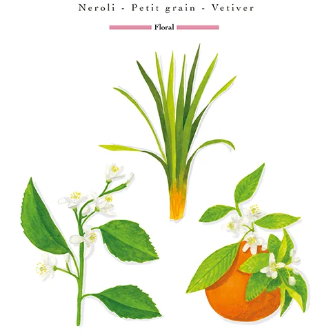 Watercolor illustrations of vetiver grass, a branch of neroli flowers and leaves, and an orange with petitgrain flowers and leaves, with the text Neroli - Petit grain - Vetiver, Floral.